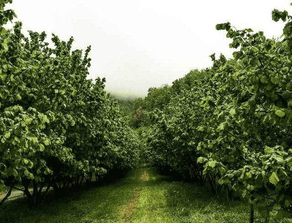 Sahibinden Satılık Fındık Bahçesi