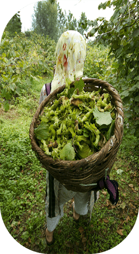 Sakarya Kocaali Fındık Bahçesi