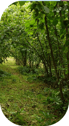 Kocaali Fındık Bahçesi İlanları
