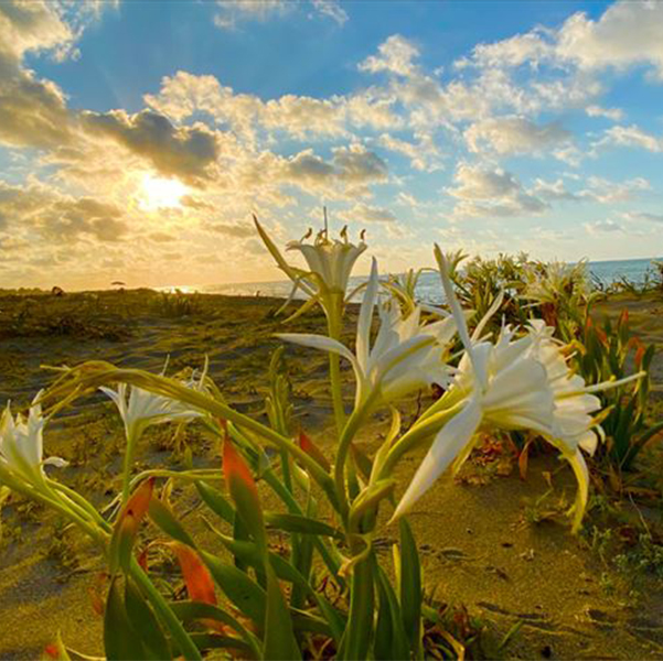 Kocaali Plajı Kum Zambağı